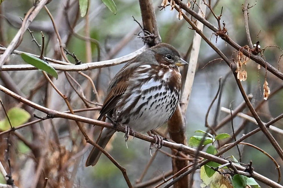 Fox Sparrow - ML645677425