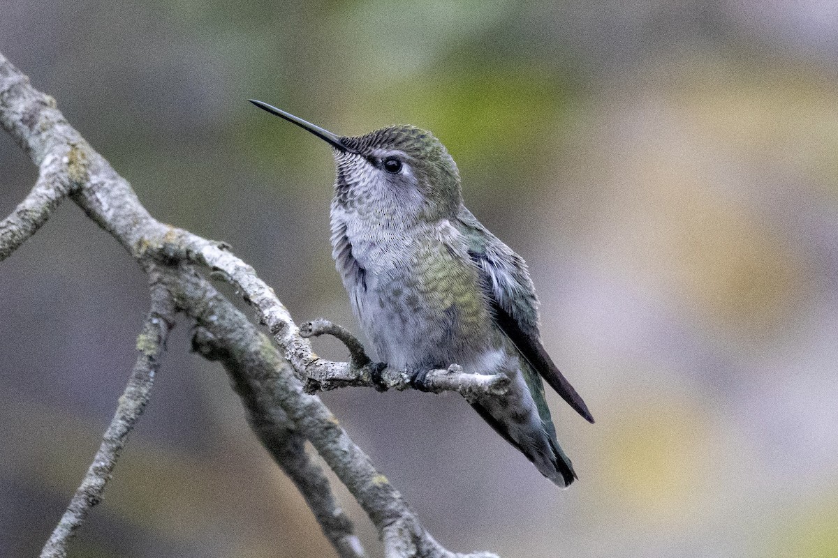 Anna's Hummingbird - ML645677426