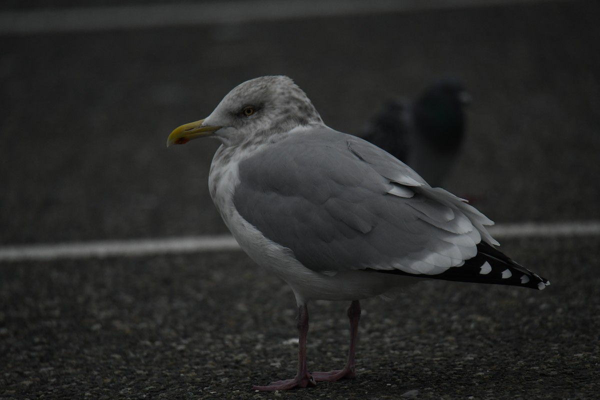 American Herring Gull - ML645677427