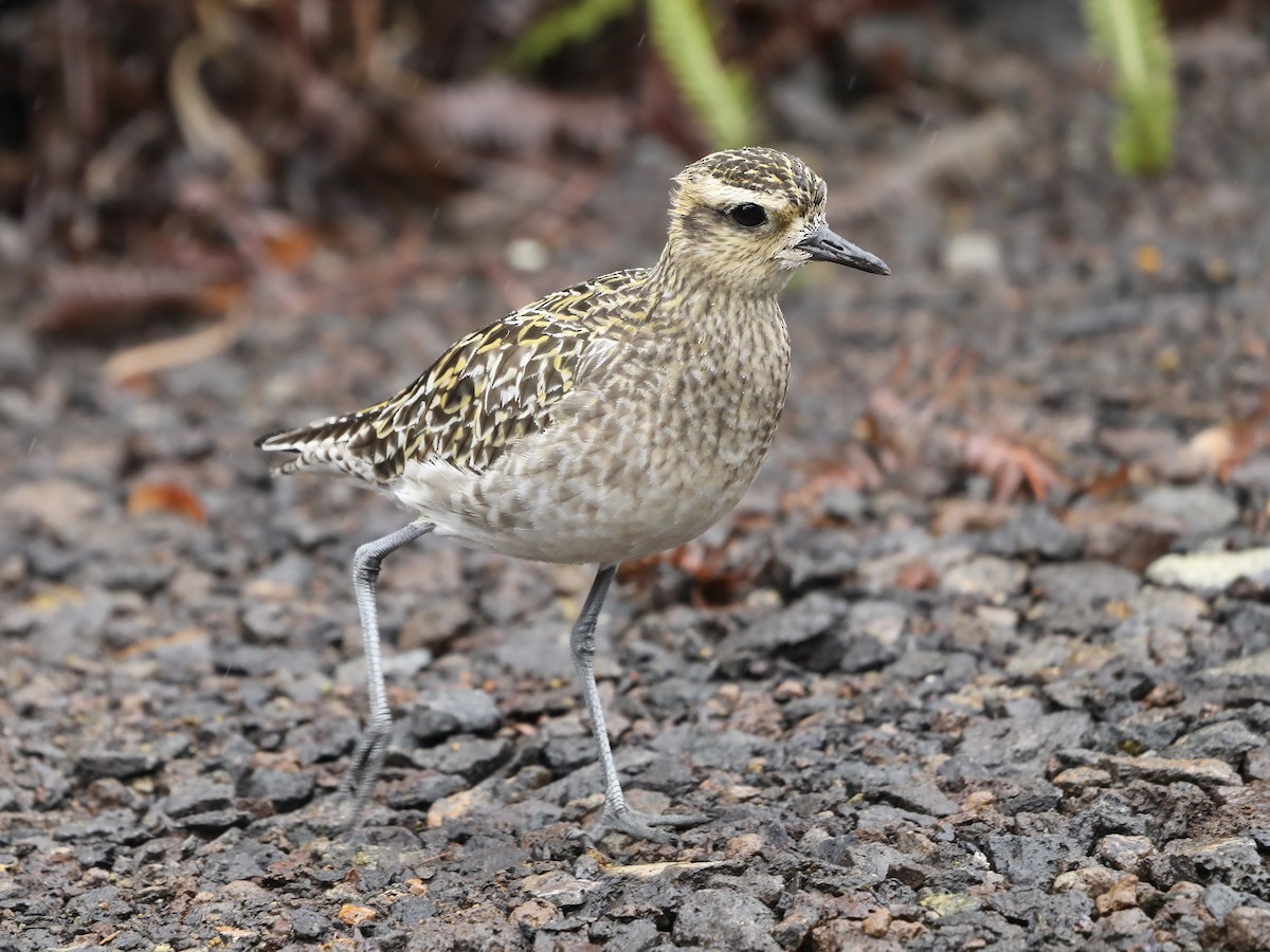 kulík pacifický - ML645677428