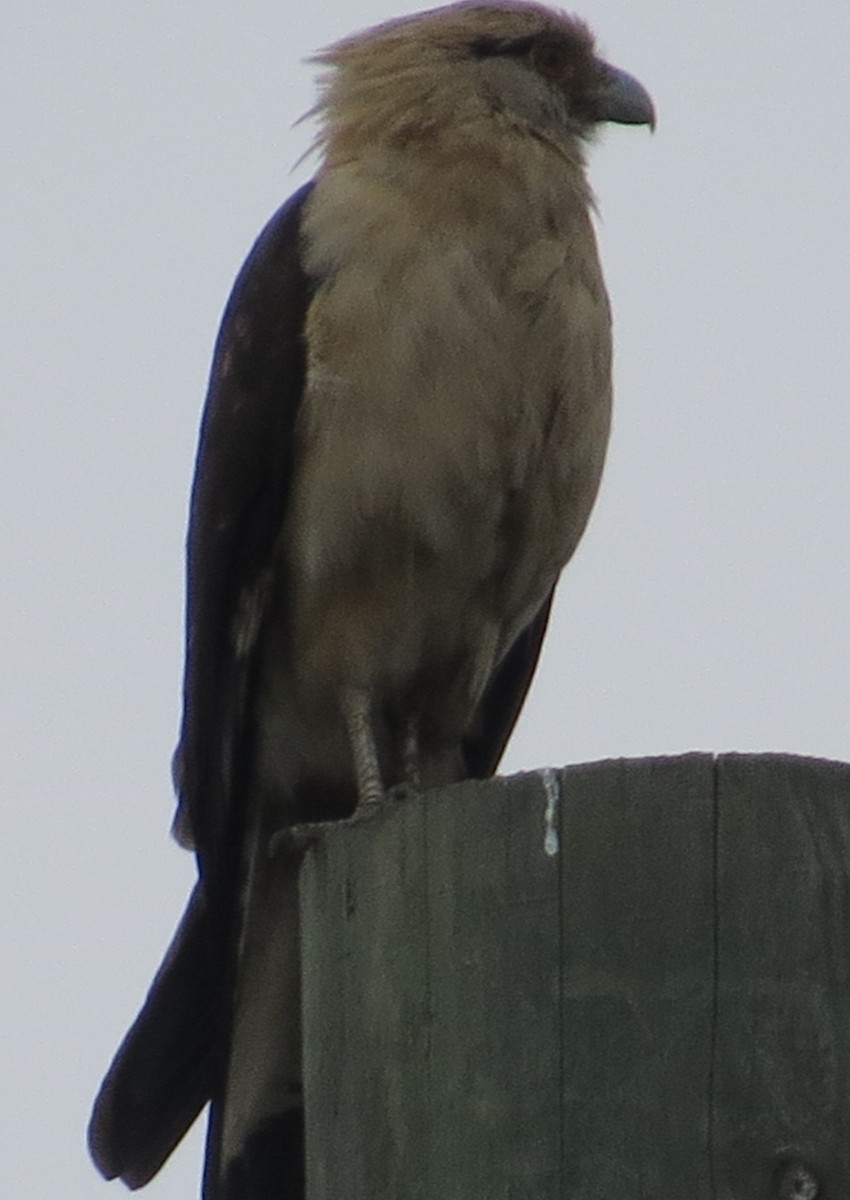 Yellow-headed Caracara - ML645677430