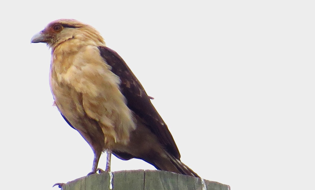 Yellow-headed Caracara - ML645677432