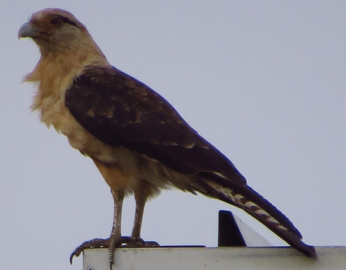 Yellow-headed Caracara - ML645677434
