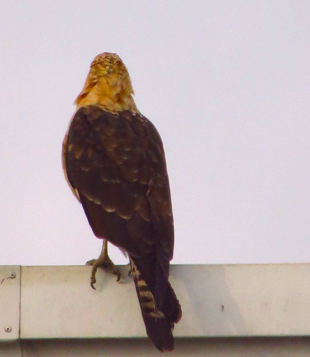 Yellow-headed Caracara - ML645677435