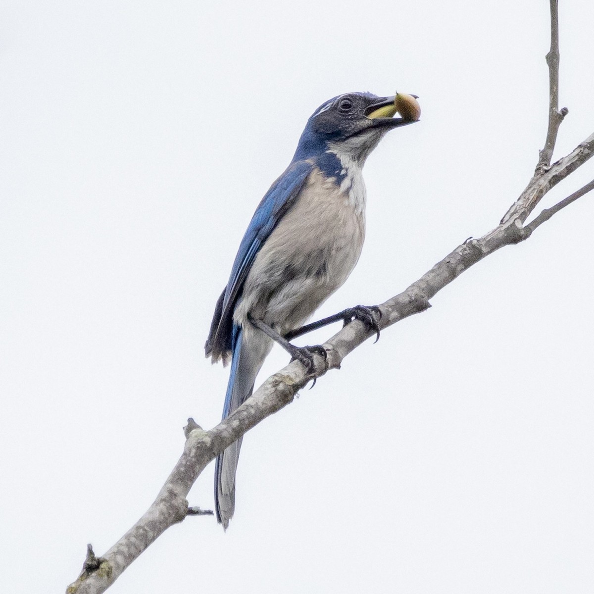 California Scrub-Jay - ML645677436