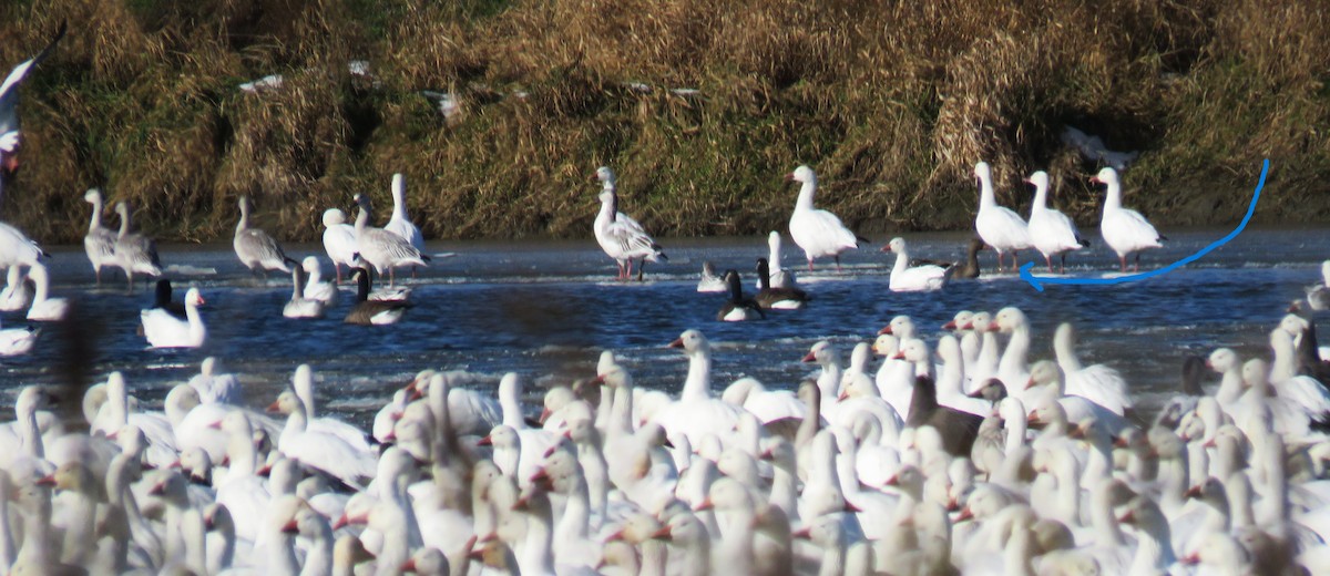 Canada Goose - ML645677449
