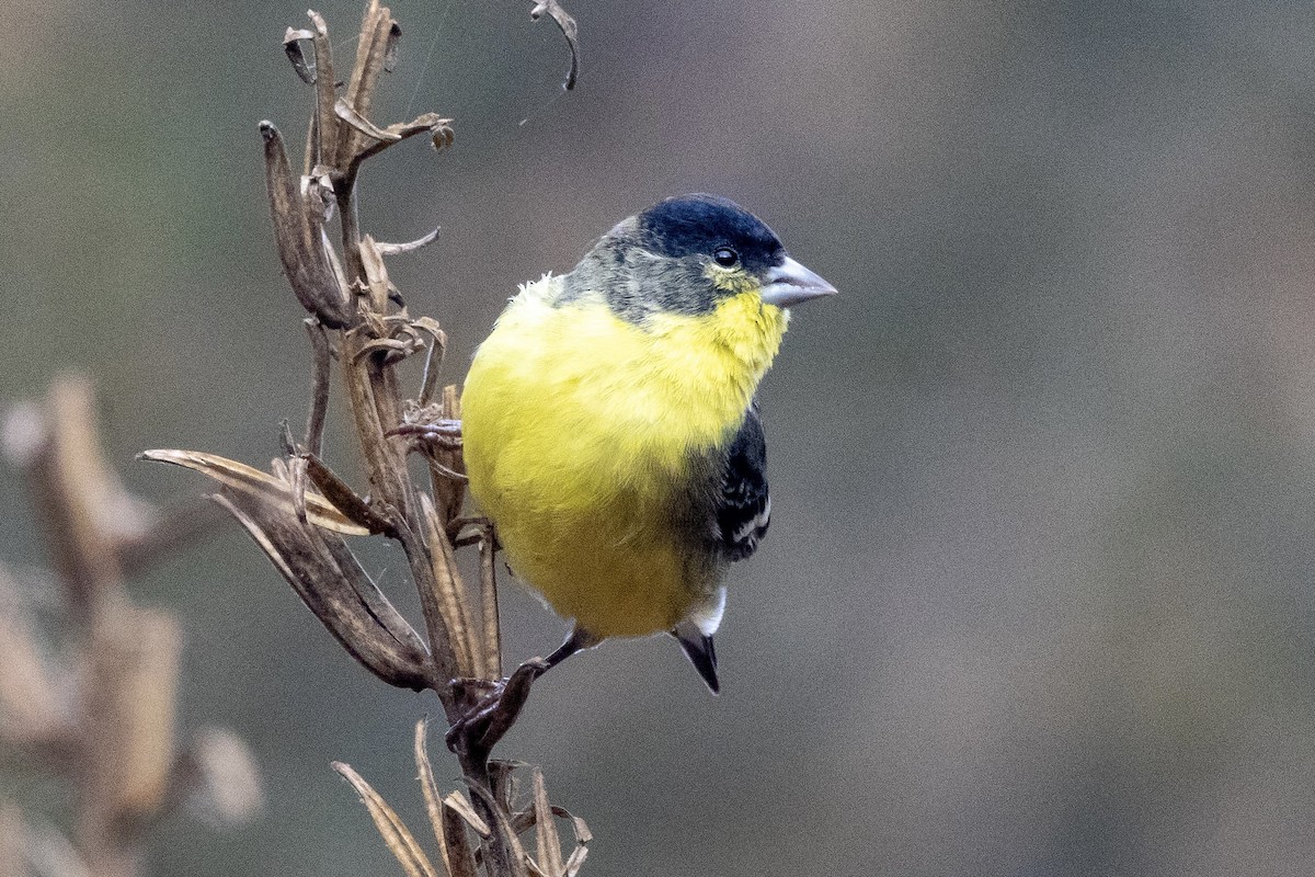 Lesser Goldfinch - ML645677450