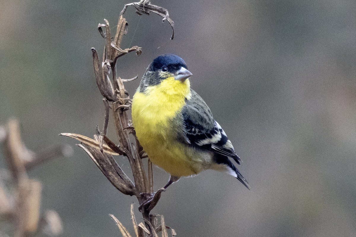 Lesser Goldfinch - ML645677451