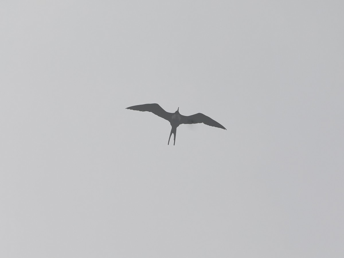 fregatka obecná - ML645677453