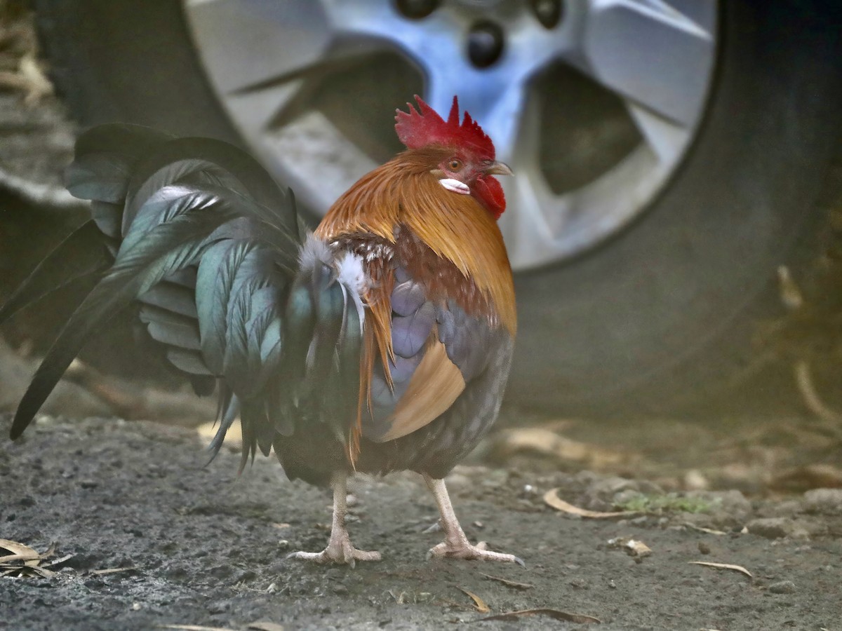 kur domácí - ML645677471