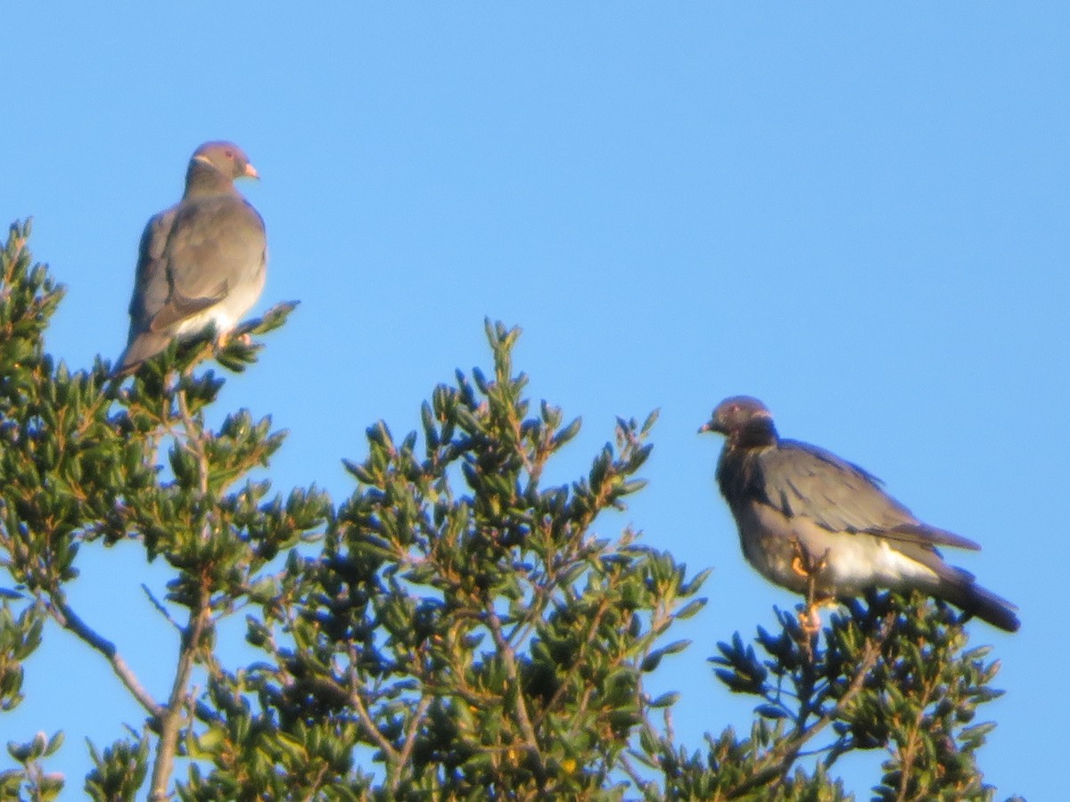 Band-tailed Pigeon - ML645677481