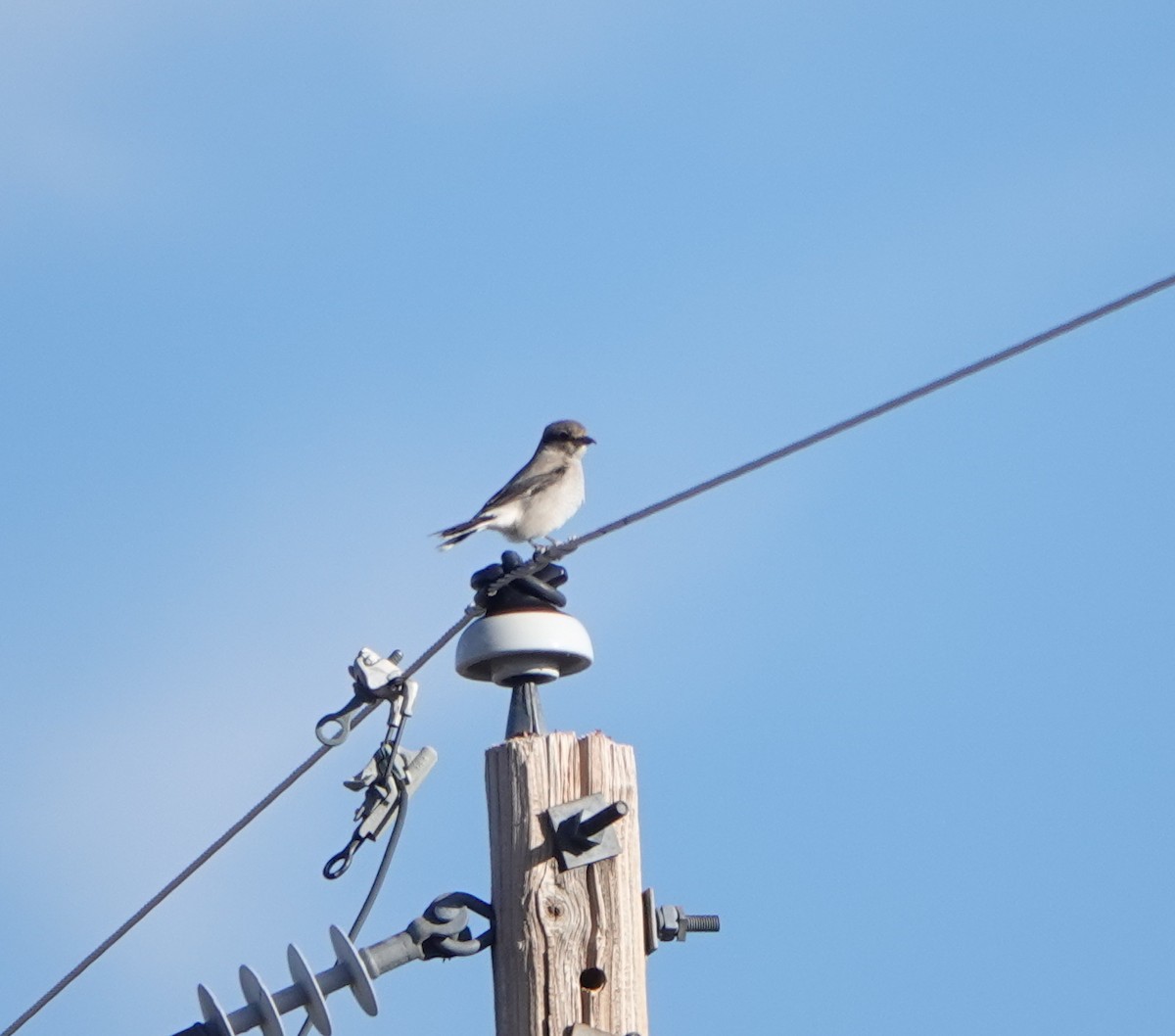 ťuhýk severní - ML645677502