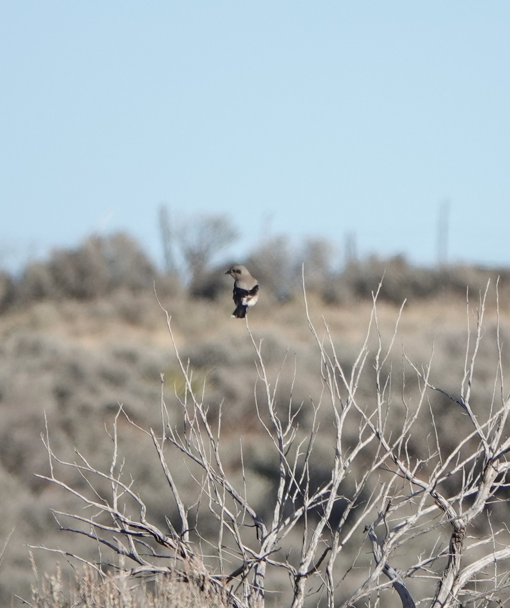 ťuhýk severní - ML645677503