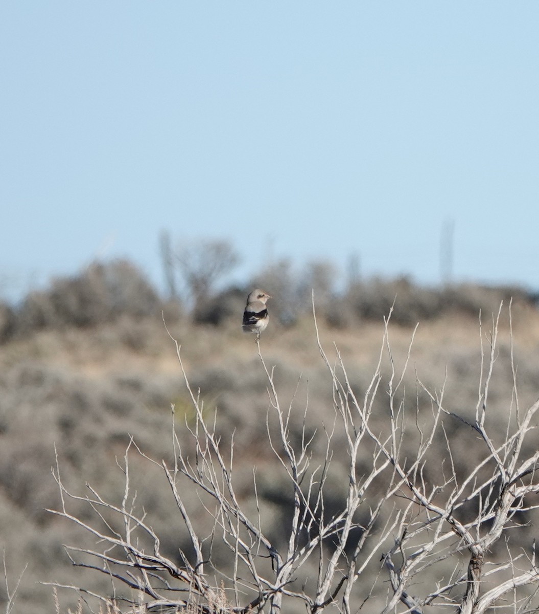 ťuhýk severní - ML645677504