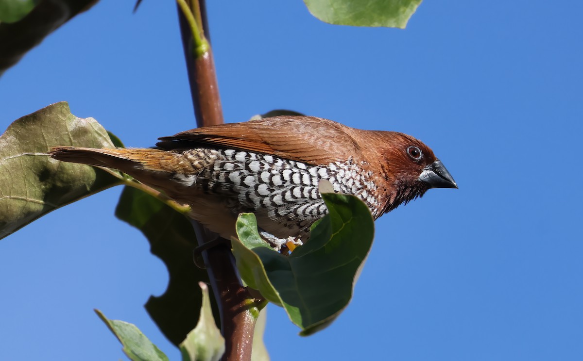Scaly-breasted Munia (Checkered) - ML645677528