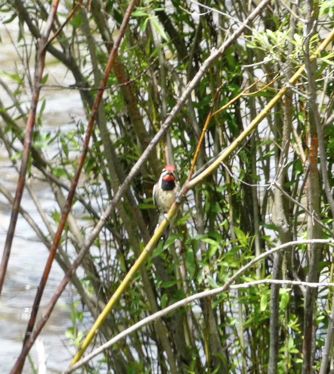 Red-naped Sapsucker - ML645677530