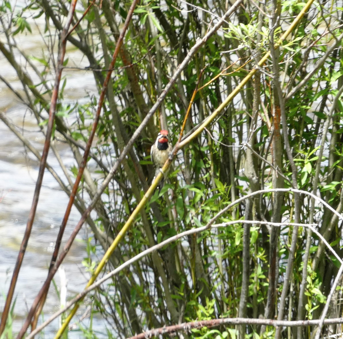 Red-naped Sapsucker - ML645677531