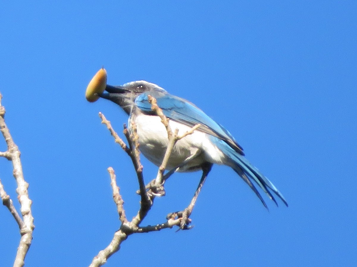 California Scrub-Jay - ML645677536