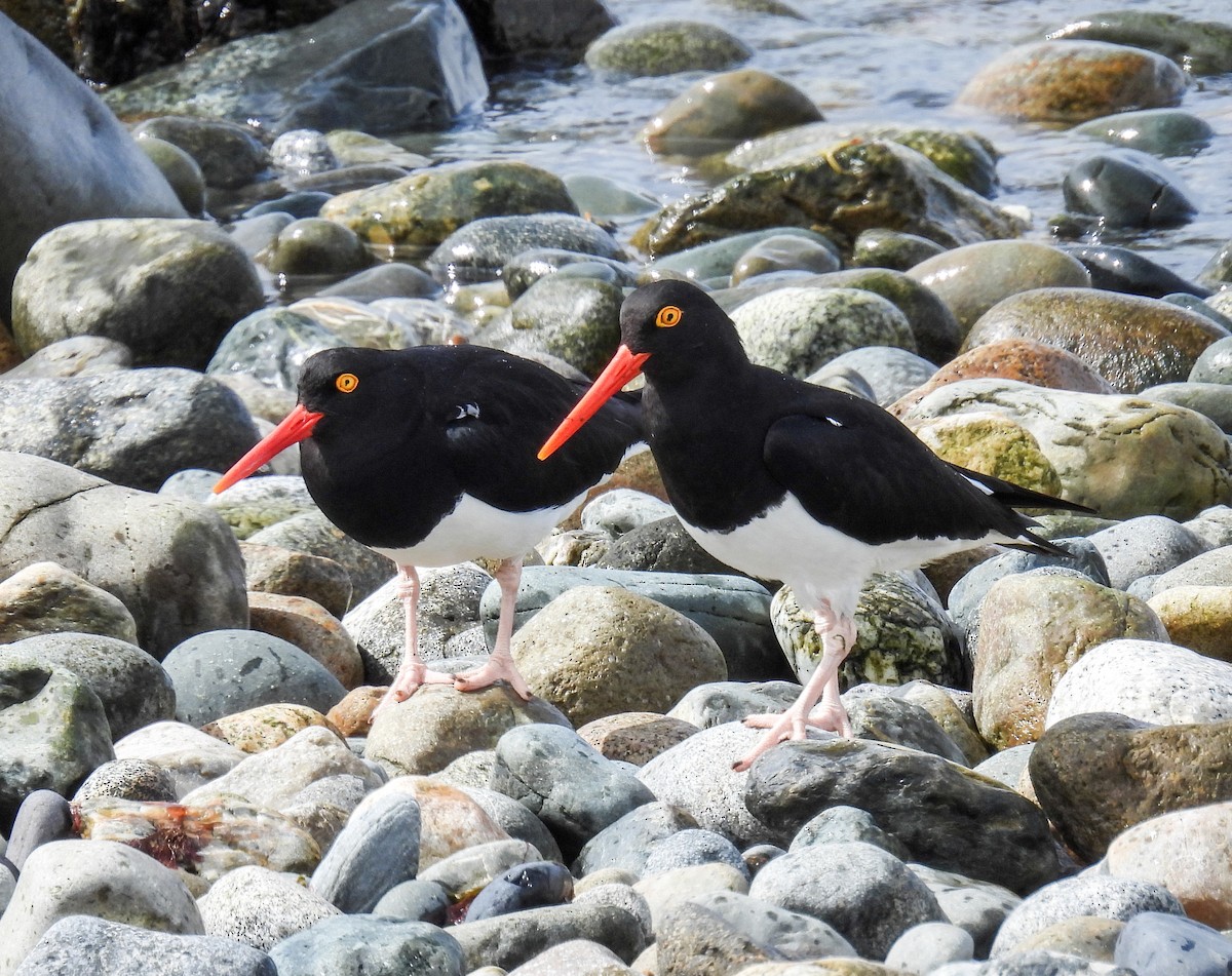 Кулик-сорока магеланський - ML645677537