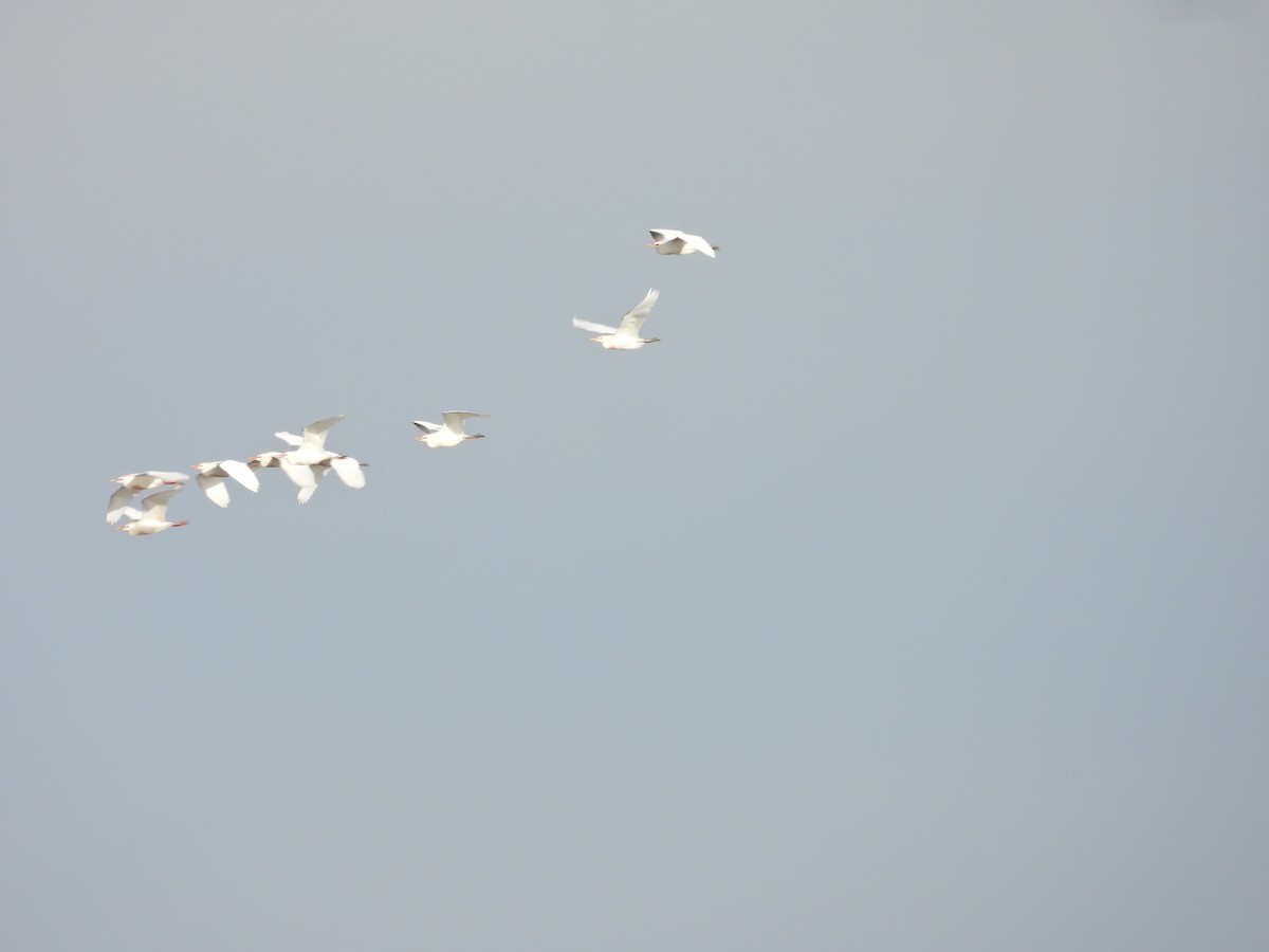 Чапля єгипетська західна - ML645677539