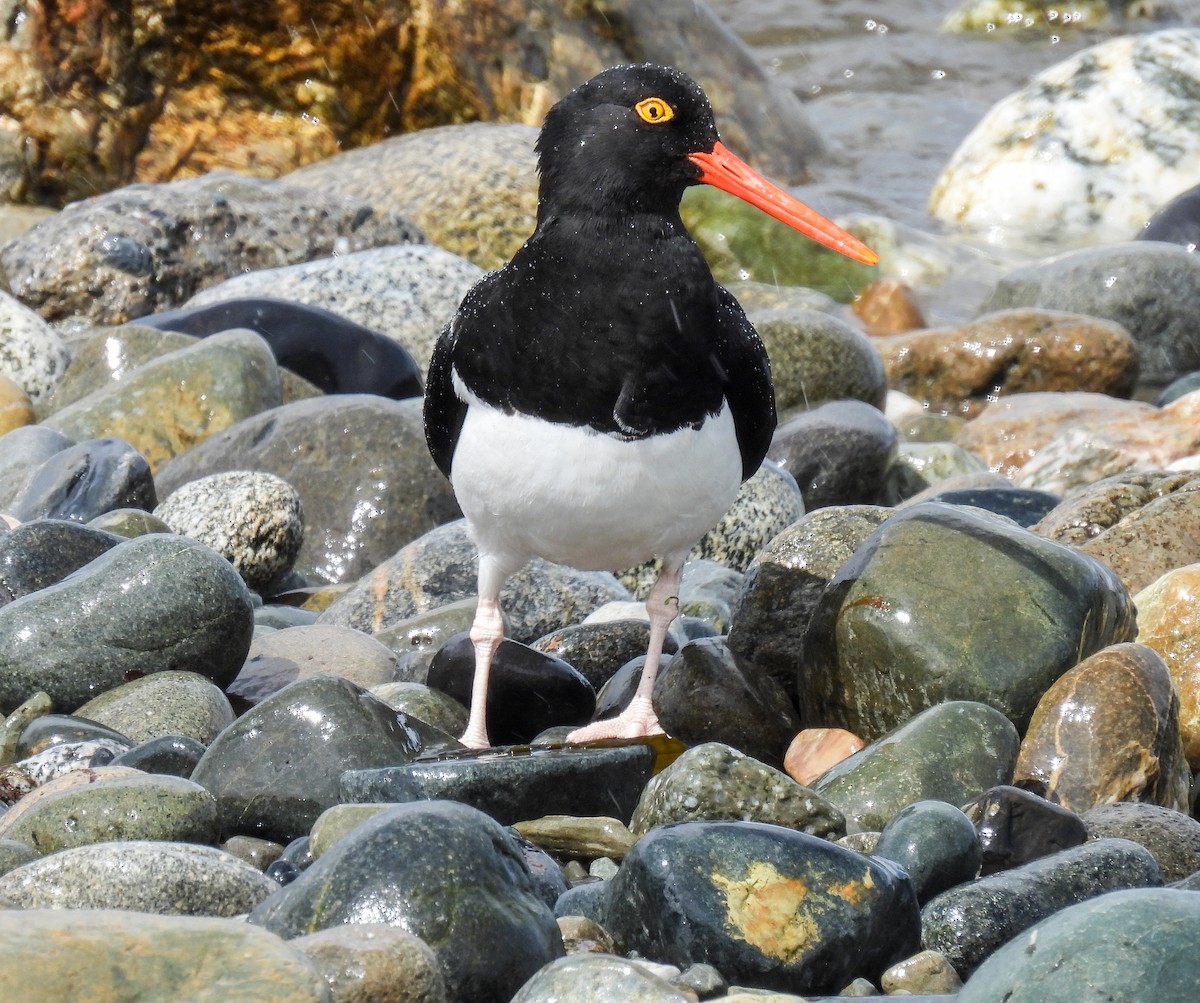 Кулик-сорока магеланський - ML645677546