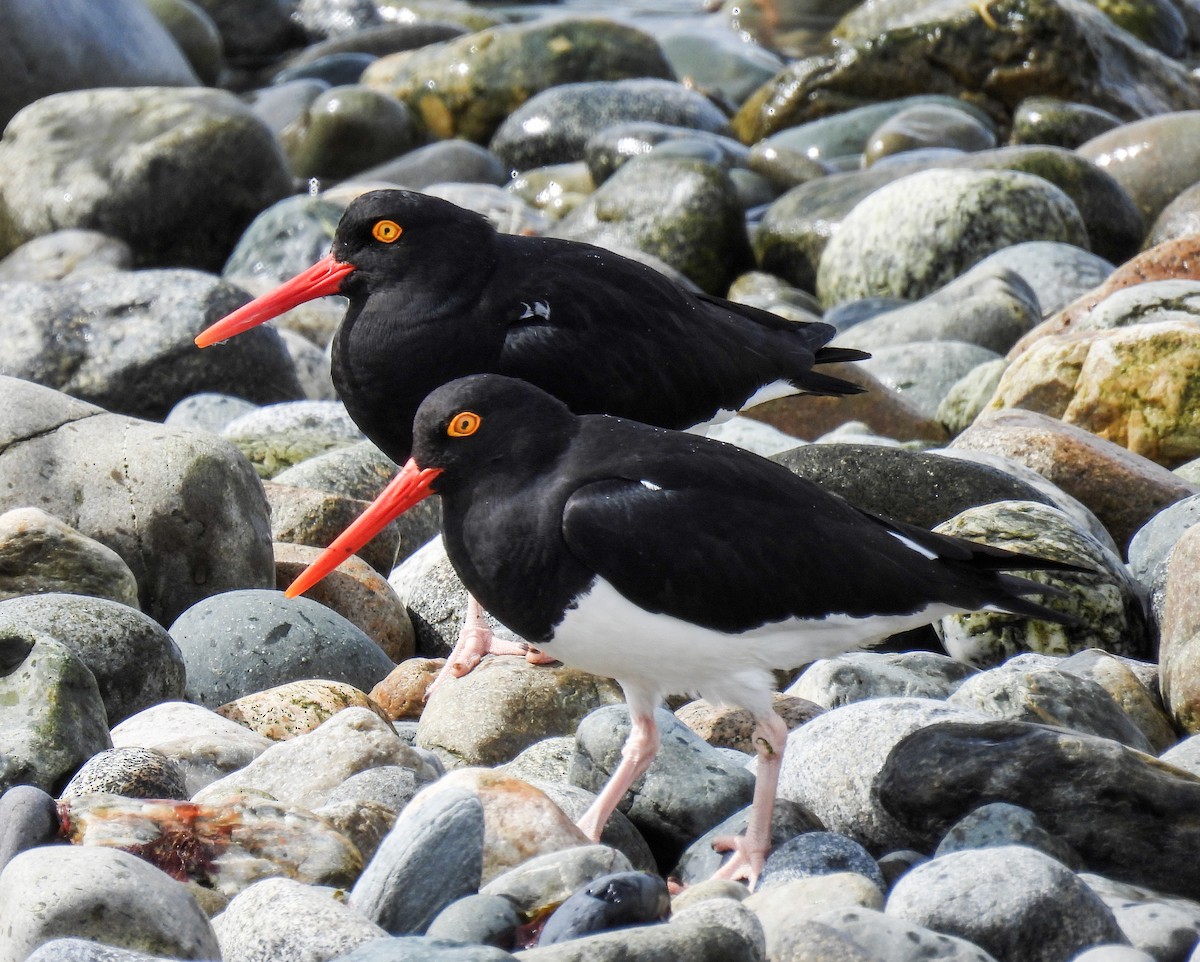 Кулик-сорока магеланський - ML645677547