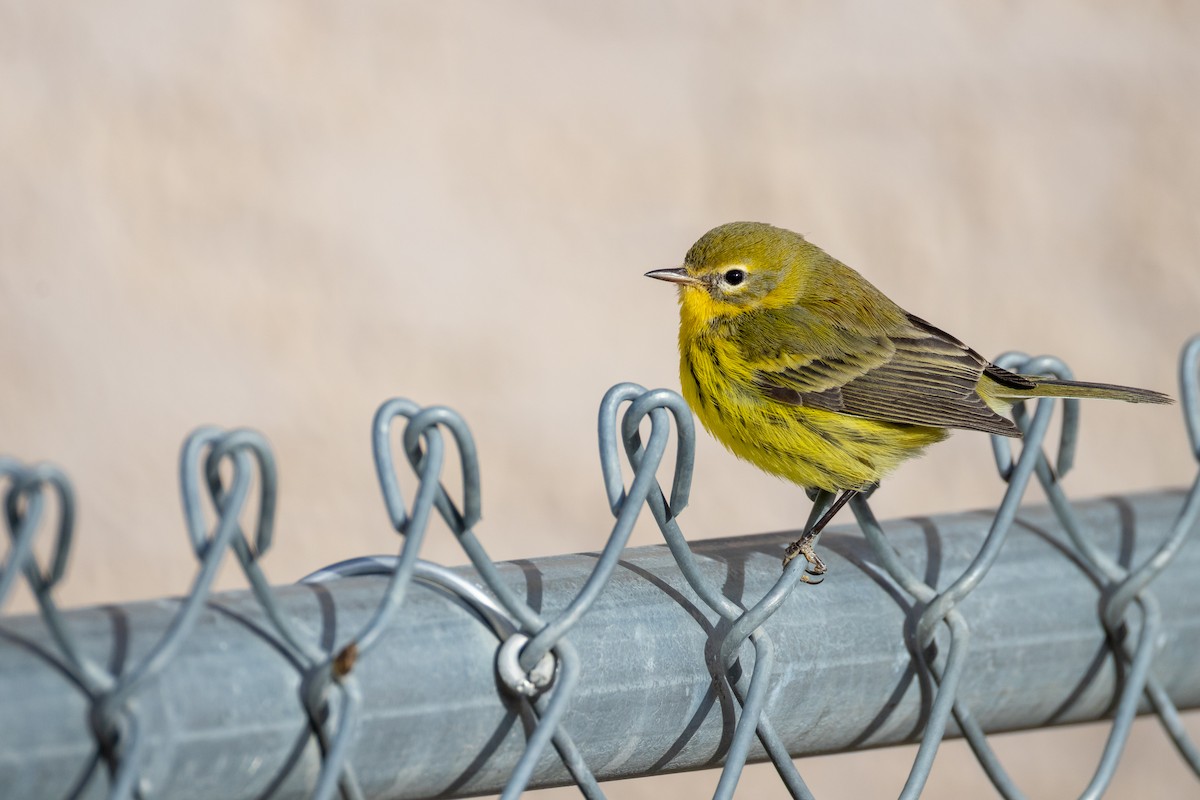 チャスジアメリカムシクイ - ML645677562