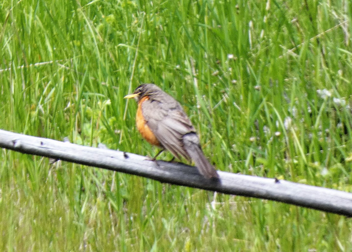 American Robin - ML645677566