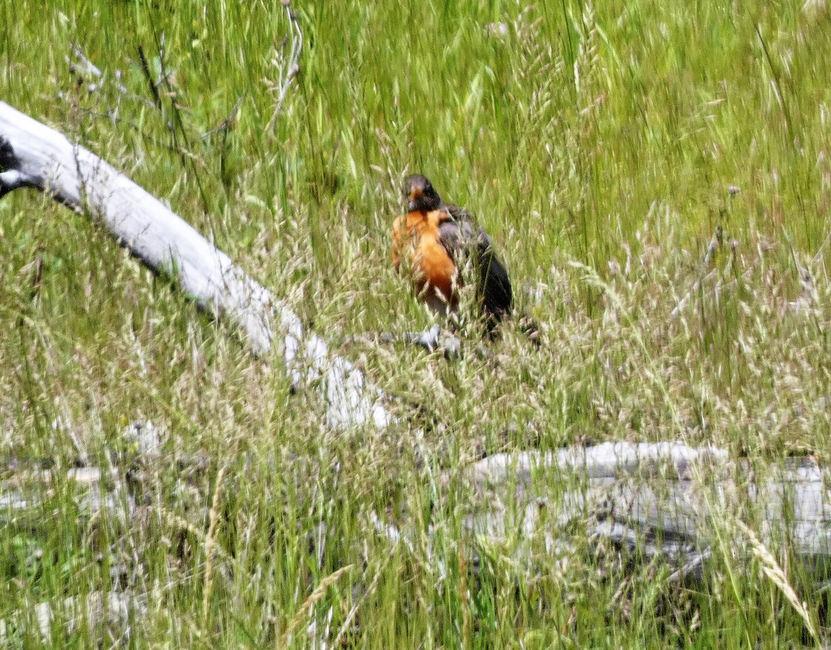 American Robin - ML645677567