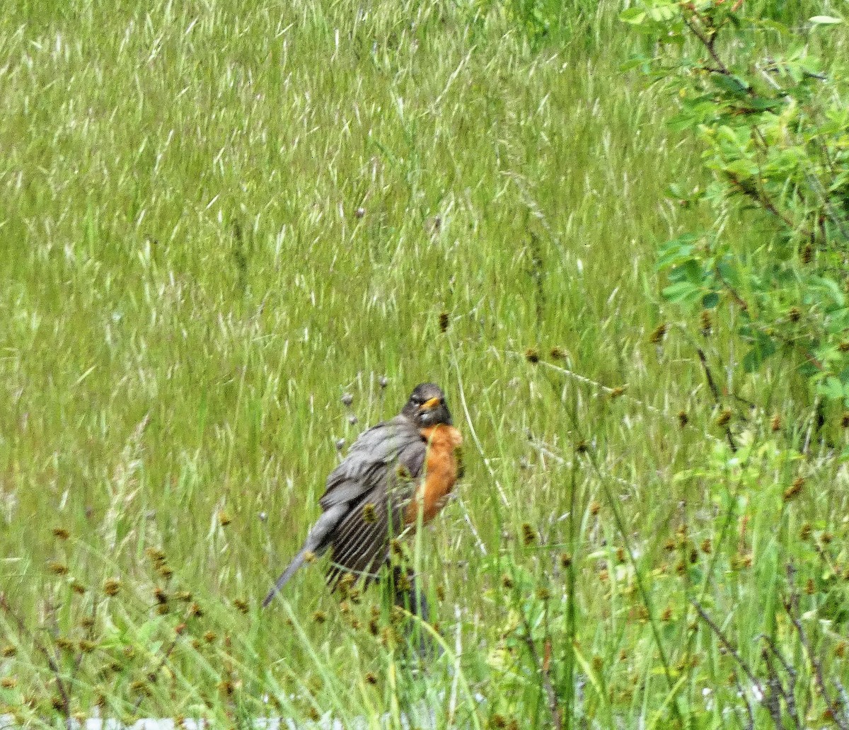 Дрізд мандрівний - ML645677568