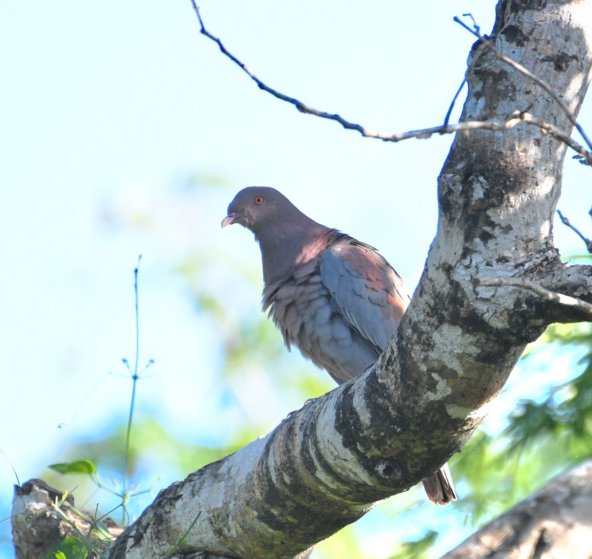 Red-billed Pigeon - ML645677571