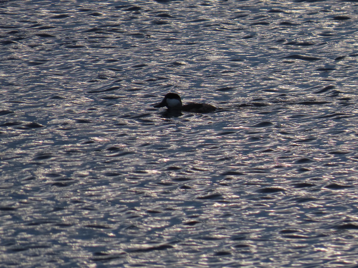 Савка американська - ML645677572