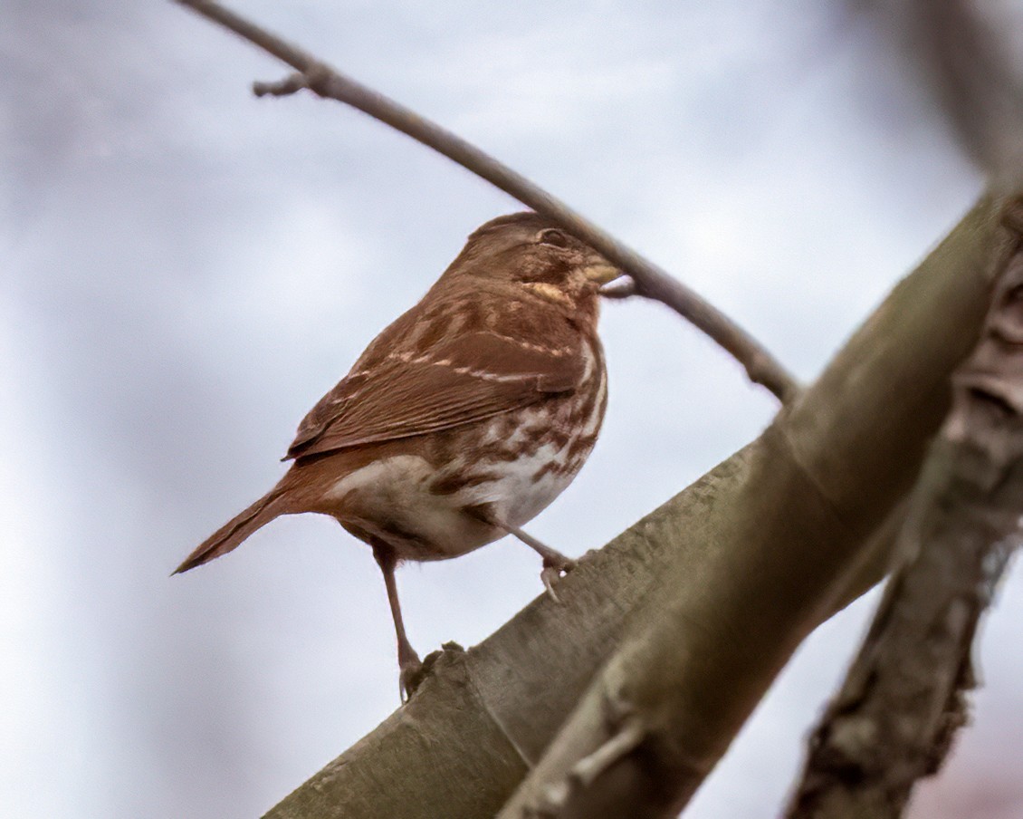 Пасовник рябогрудий - ML645677573