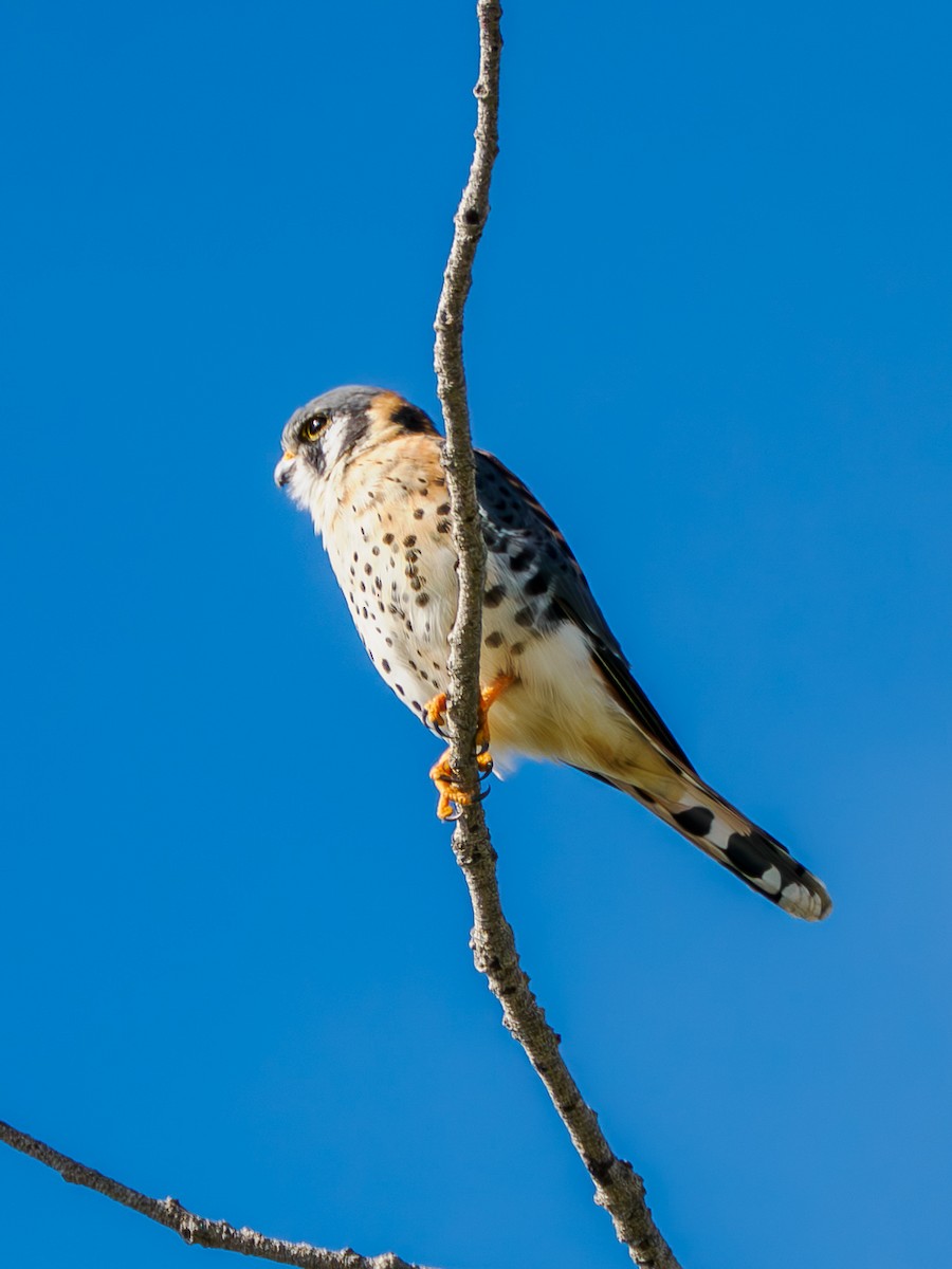 Боривітер американський - ML645677574