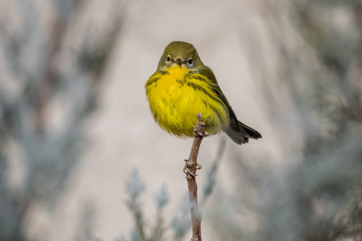 チャスジアメリカムシクイ - ML645677575