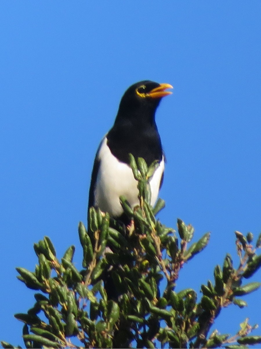 Сорока каліфорнійська - ML645677578