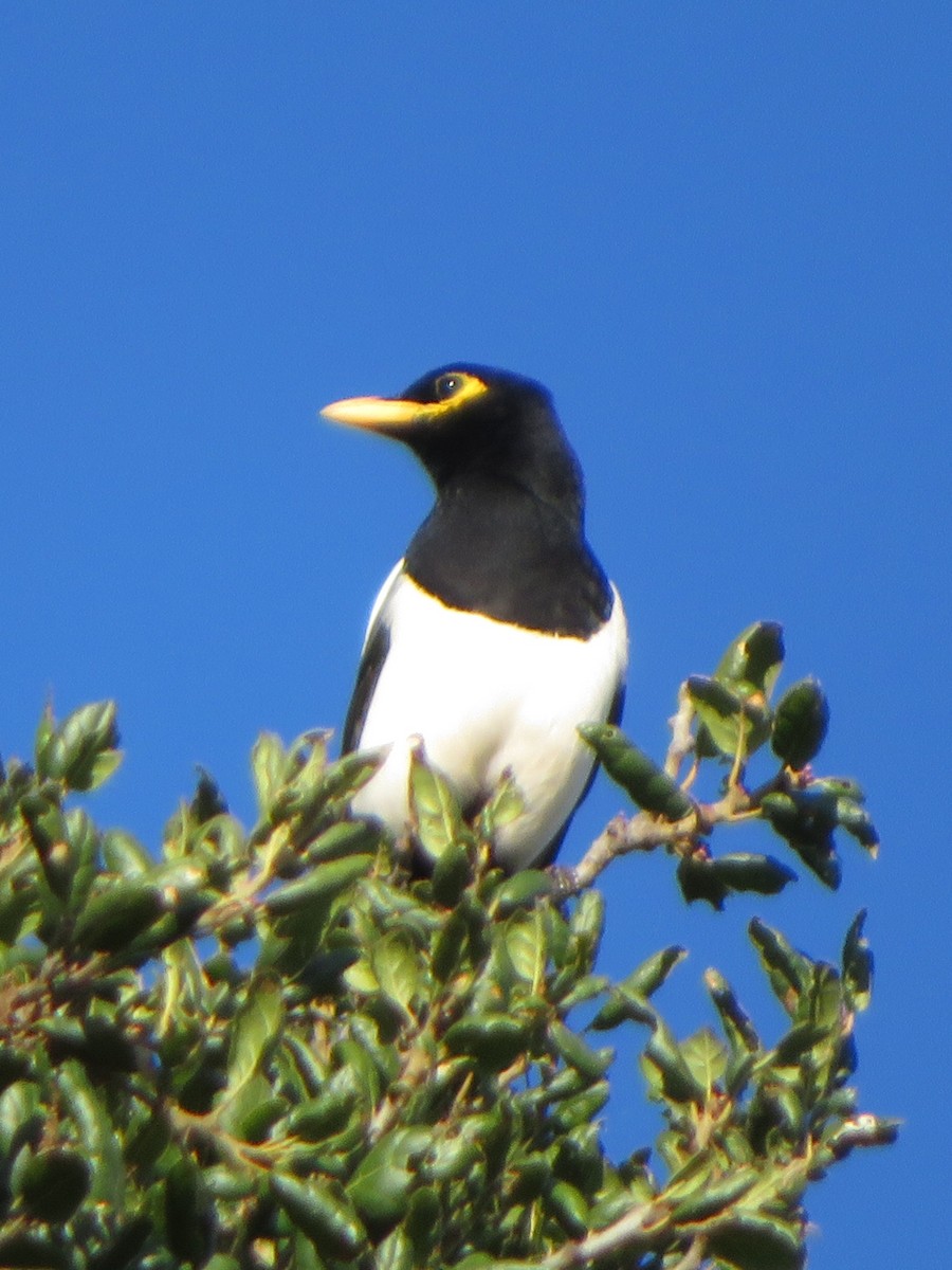 Сорока каліфорнійська - ML645677580