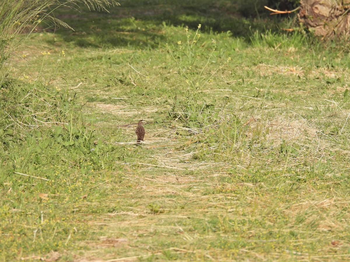 Смолик - ML645677582