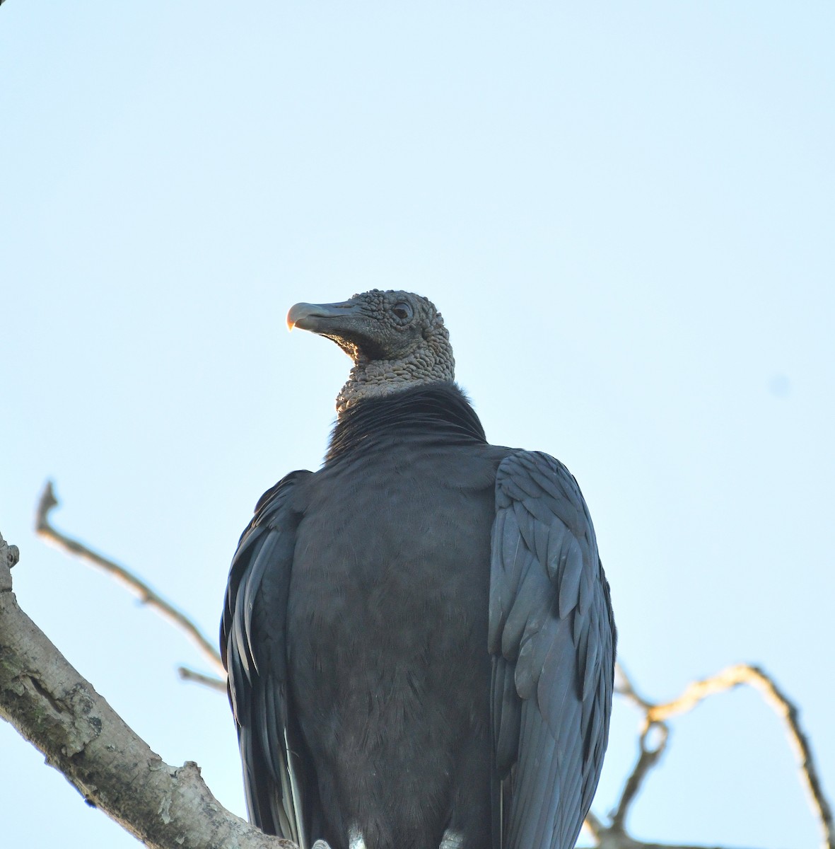 Катарта чорна - ML645677584