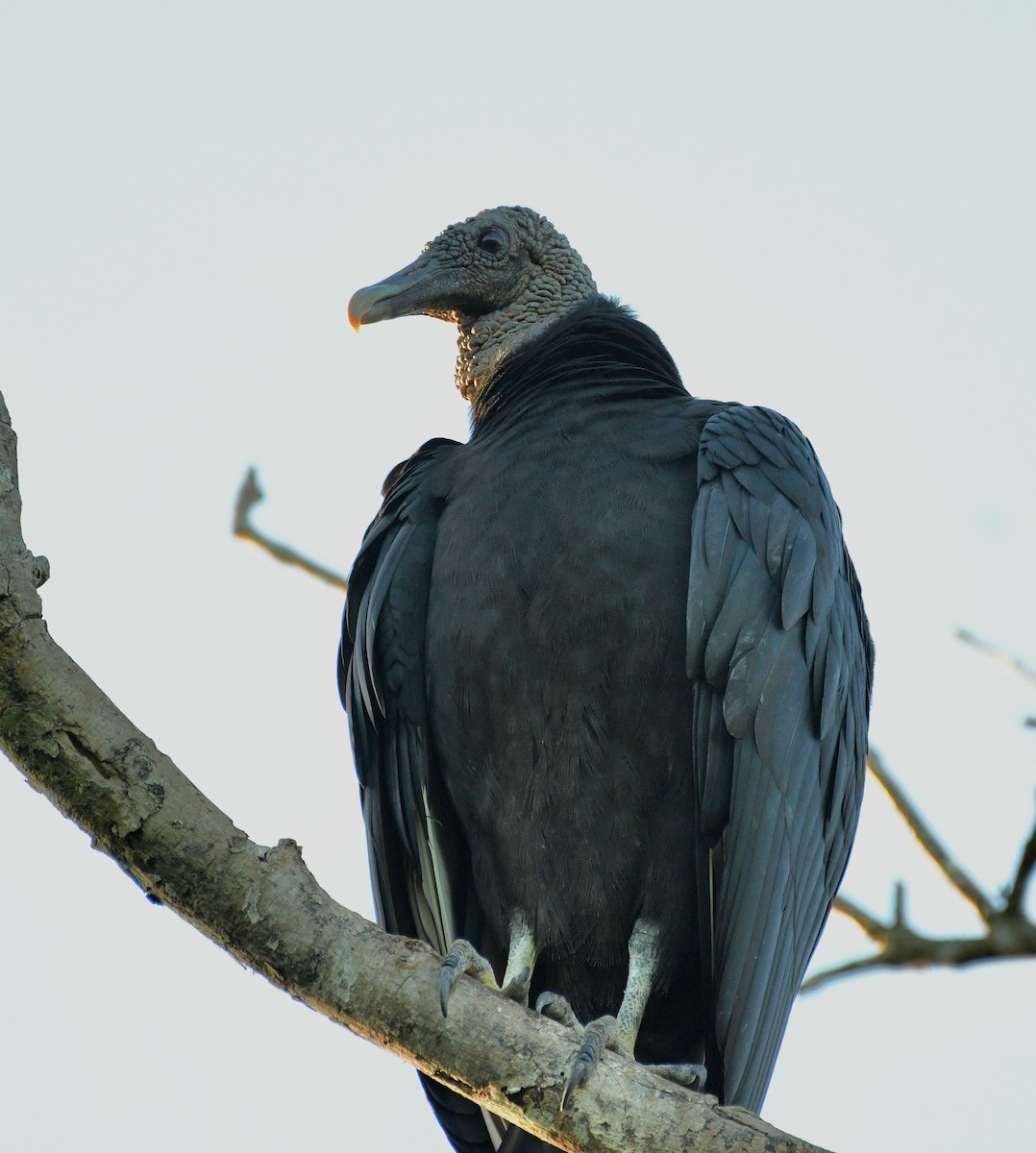 Катарта чорна - ML645677585