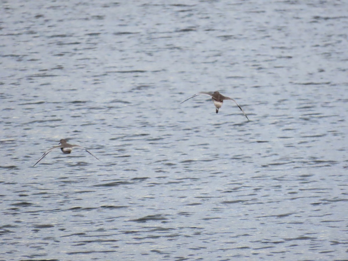 Коловодник американський - ML645677586