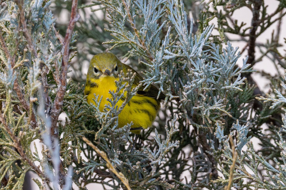 チャスジアメリカムシクイ - ML645677590