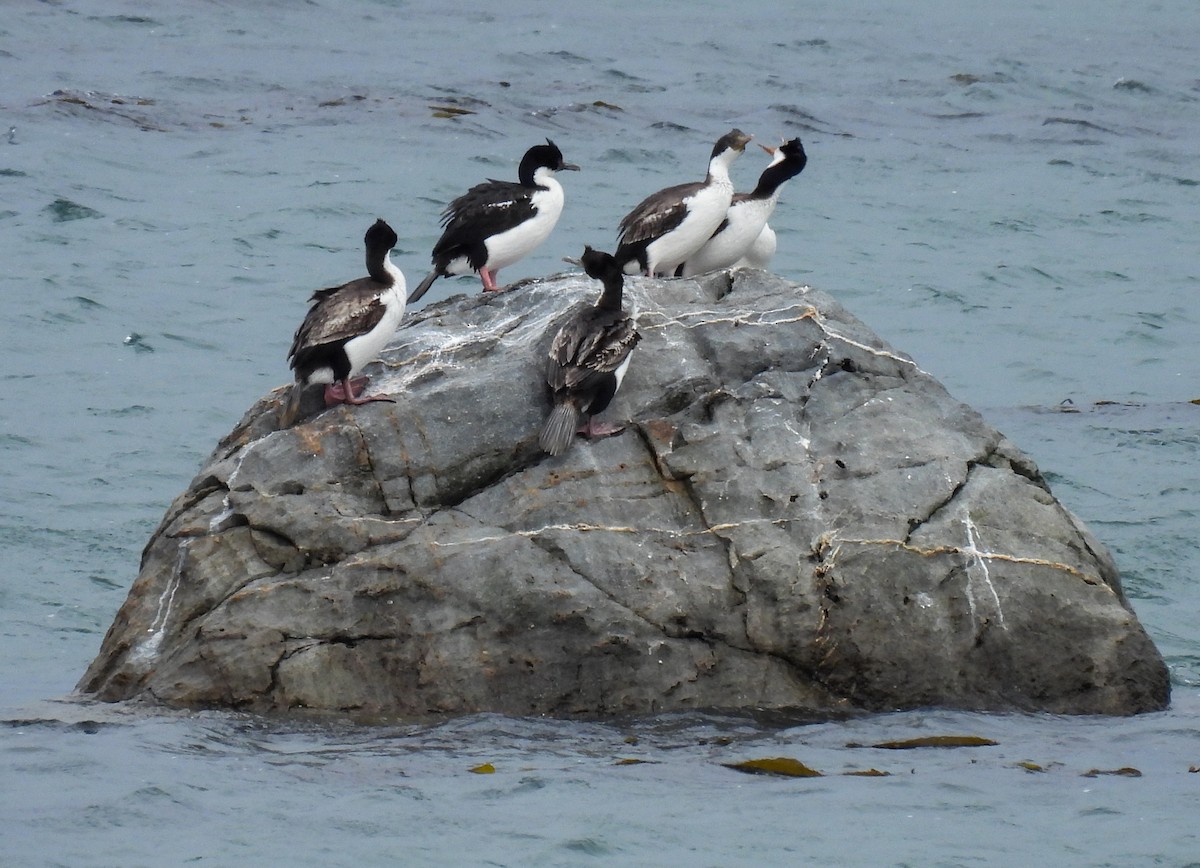 Баклан імператорський - ML645677591