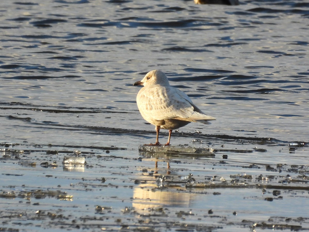 Мартин гренландський - ML645677592