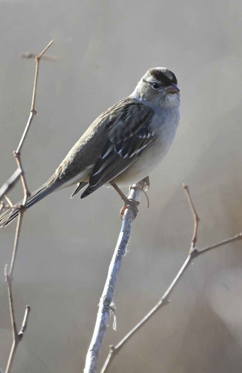Бруант білобровий - ML645677593