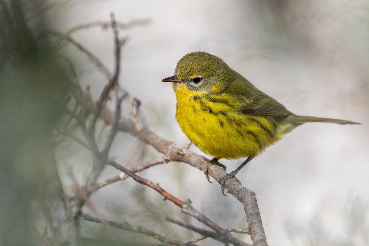 チャスジアメリカムシクイ - ML645677594