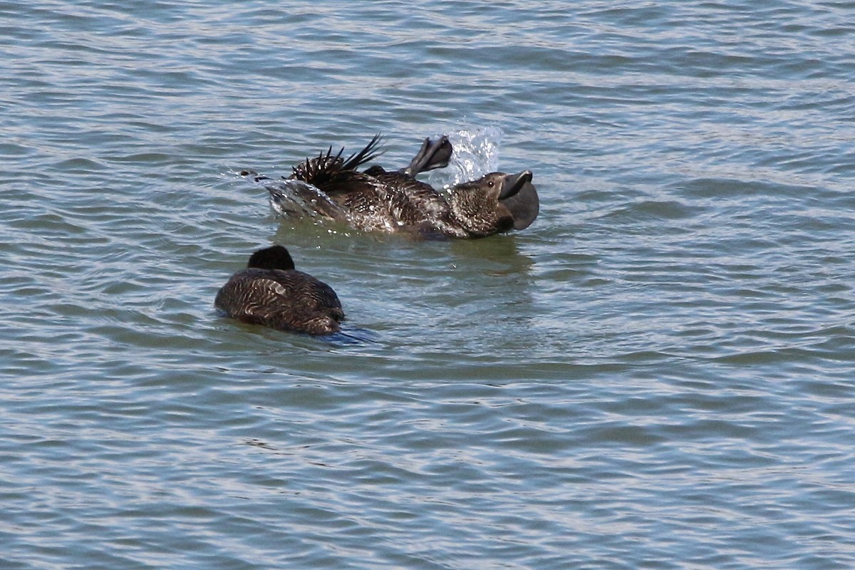Musk Duck - ML645677596