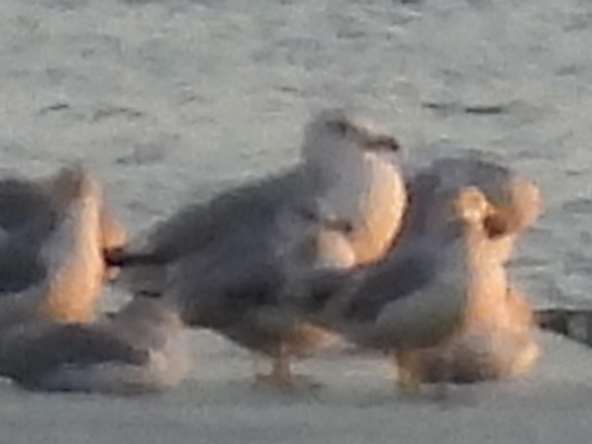 Мартин американський - ML645677599