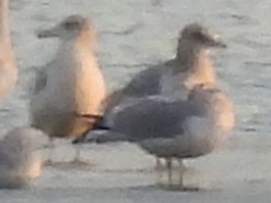 Мартин американський - ML645677600