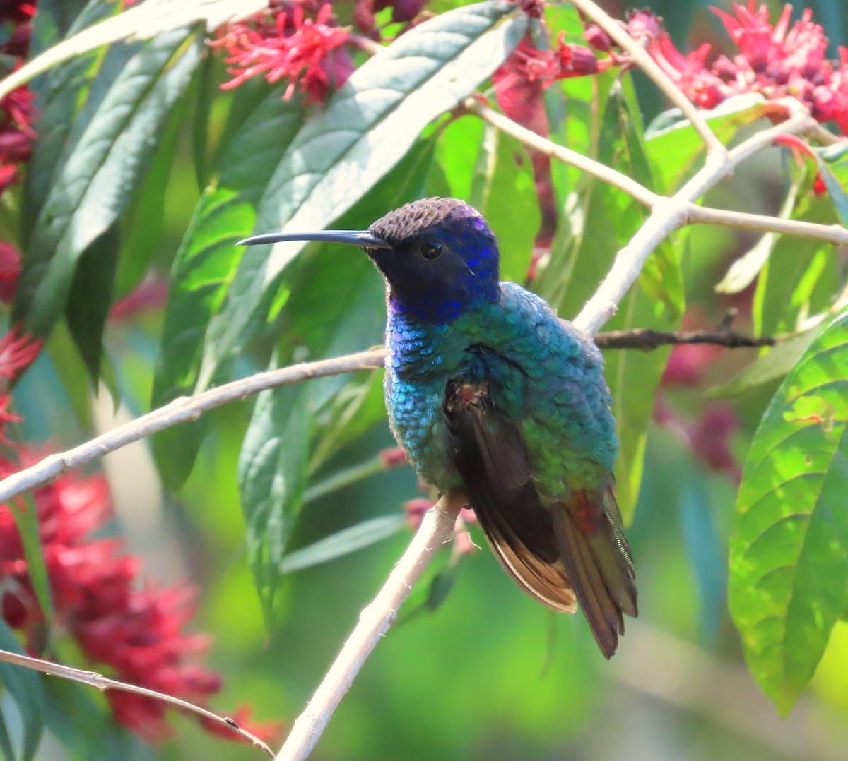 Колібрі-сапфір золотохвостий - ML645677602